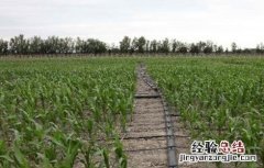 滴灌使用过程中常见误区 滴灌使用方法中存在的问题有哪些