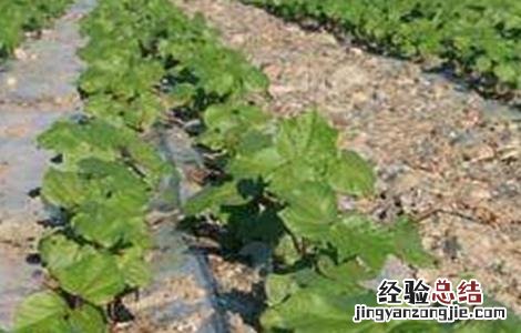 滴灌使用过程中常见误区 滴灌使用方法中存在的问题有哪些