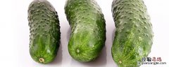 黄瓜施肥后几天可以吃 种植黄瓜多少天可以吃