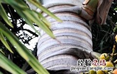 嗜食槟榔害处和坏处有哪些表现 嗜食槟榔害处和坏处有哪些