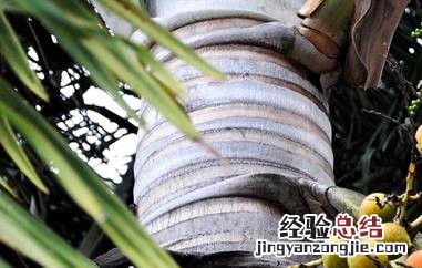 嗜食槟榔害处和坏处有哪些表现 嗜食槟榔害处和坏处有哪些