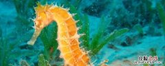 海马是不是鱼类动物 海马是不是鱼