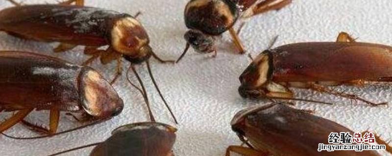 如何快速消灭蟑螂 快速消灭蟑螂的小妙招