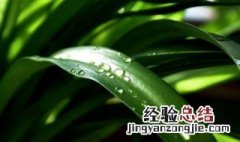 教室适合放什么植物 教室适合放什么植物对学生好