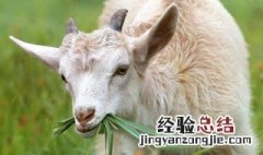 羊突然死亡肉能吃吗 羊突然死了肉能吃吗
