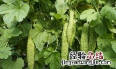 吃了苦瓜拉肚子怎么办 吃了苦瓜拉肚子如何办