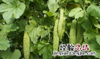 吃了苦瓜拉肚子怎么办 吃了苦瓜拉肚子如何办