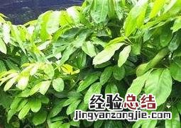 大叶伞怎么养大 大叶伞怎么养