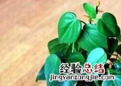飘香藤叶片病虫害图谱 大心叶藤有哪些病虫害