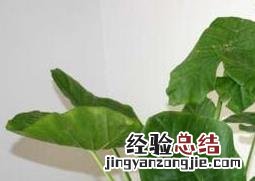 如何在室内种植花草 室内花草种植技巧