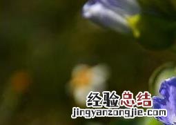 假酸浆花的功效与作用 假酸浆的药用价值