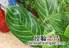 白雪公主的功效与作用 白雪公主花茶的功效与作用