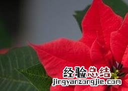 一品红的养殖方法和注意事项 一品红的养殖方法和注意事项红掌