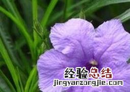 翠芦莉的功效和作用是什么 翠芦莉的功效和作用