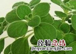 碰碰香有毒吗 碰碰香有毒吗?碰碰香养殖注意事项