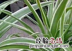 银边吊兰如何养殖 银边吊兰的养殖方法和注意事项