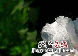 沙漠玫瑰冬天怎么养 沙漠梅花如何养殖