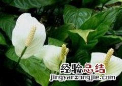 白掌一帆风顺的养殖方法和注意事项 一帆风顺的养殖方法和注意事项