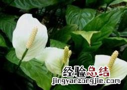 白掌一帆风顺的养殖方法和注意事项 一帆风顺的养殖方法和注意事项