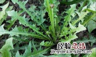 新鲜蒲公英怎么吃最好,每天喝黄芪好吗 新鲜蒲公英怎么吃最好