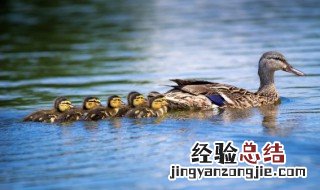 自制烤鸭做法 自制烤鸭的做法