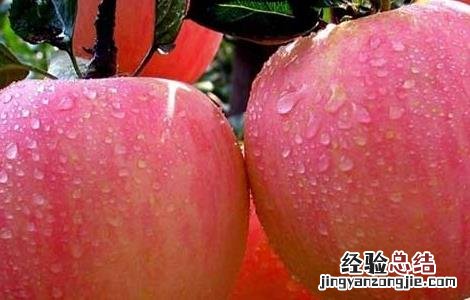 苹果的营养价值 苹果的营养价值作文