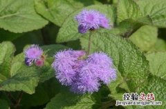 藿香的营养价值