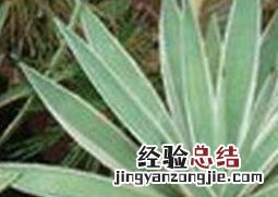 银边龙舌兰的养殖方法和注意事项 金边龙舌兰的养殖方法和注意事项