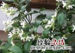 银丝茉莉的养殖方法和注意事项 银丝茉莉怎么养