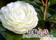 野茶叶的功效和作用 野山茶叶的功效与作用