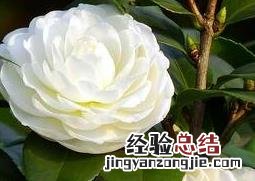 野茶叶的功效和作用 野山茶叶的功效与作用