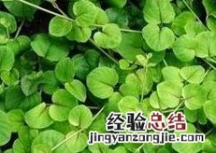 一串心的养殖方法和注意事项