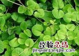 一串心的养殖方法和注意事项
