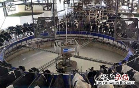 挤奶机的操作流程及注意事项有哪些 挤奶机的操作流程及注意事项