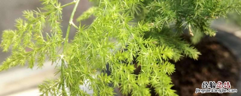 文竹寓意什么意思 文竹有什么寓意吗