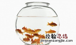 什么叫风水鱼· 都有什么是风水鱼 什么叫风水鱼