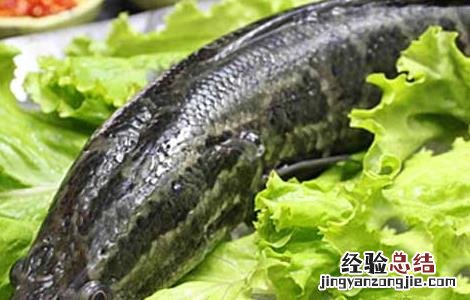 黑鱼的营养价值 黑鱼的营养价值和禁忌