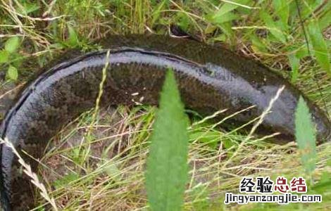 黑鱼的营养价值 黑鱼的营养价值和禁忌