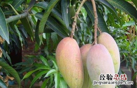 芒果能放冰箱保存吗多久 芒果能放冰箱保存吗