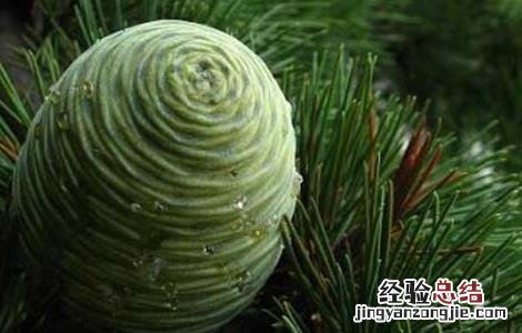 雪松精油的使用方法图解 雪松精油的使用方法