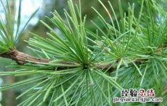 雪松精油的使用方法图解 雪松精油的使用方法