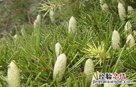 雪松精油的使用方法图解 雪松精油的使用方法