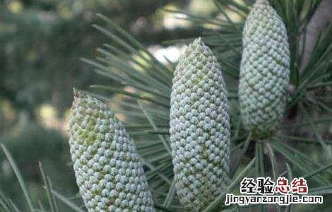 雪松精油的使用方法图解 雪松精油的使用方法