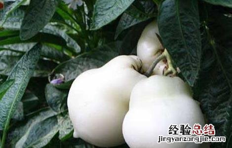 人参果的营养价值 人参果的营养价值有哪些