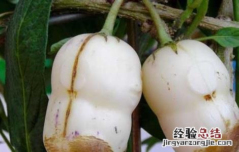 人参果的营养价值 人参果的营养价值有哪些