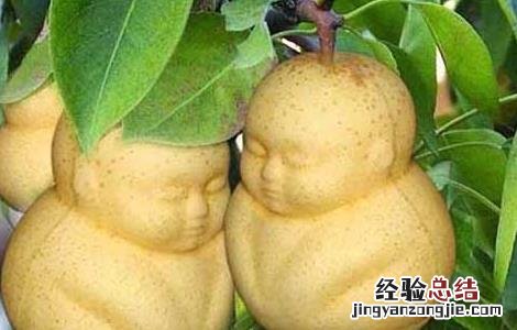 人参果的营养价值 人参果的营养价值有哪些