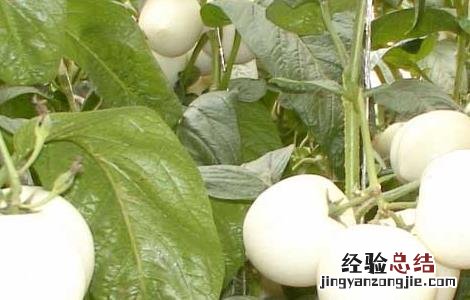 人参果的功效与作用 人参果的功效与作用及营养价值