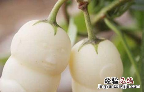 人参果的功效与作用 人参果的功效与作用及营养价值