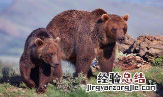 热带雨林有棕熊吗 热带雨林有棕熊吗为什么