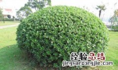 城市绿化树木种类 城市绿化树木种类图片